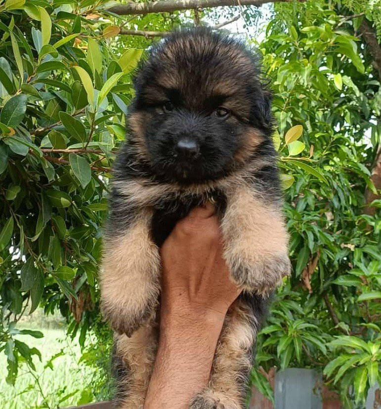 Buy Male German shepherd Puppy from Kolkata